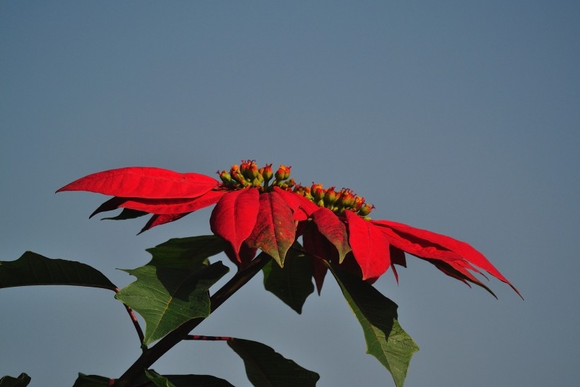 艳丽的一品红植物图片