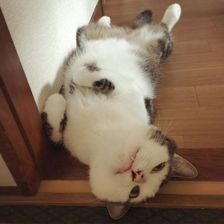 葵少女别人家的猫可爱图片