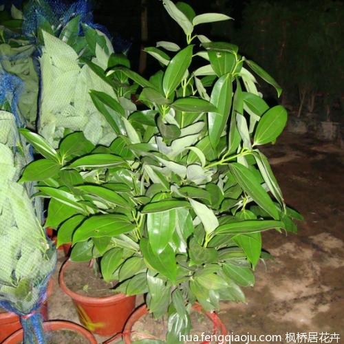 绿色的平安树植物图片