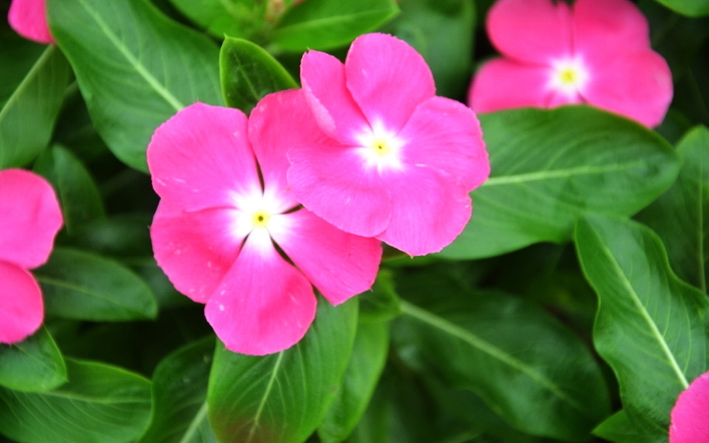 美丽的植物长春花护眼桌面壁纸