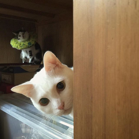 葵少女别人家的猫可爱图片