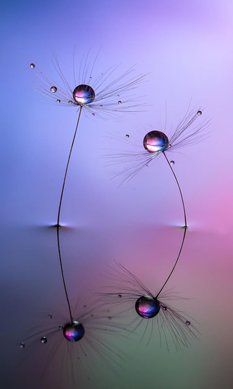 水珠唯美花卉倒映手机壁纸