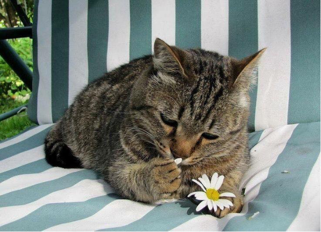 喜欢小花的可爱小猫咪图片