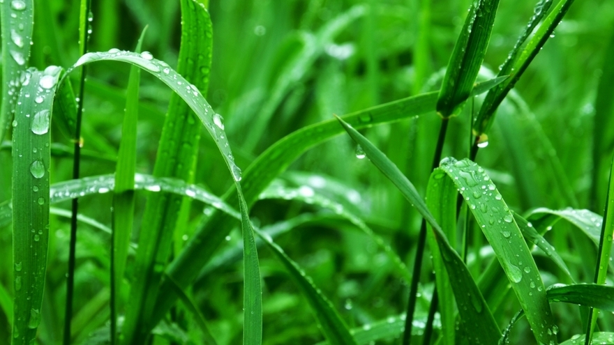 雨后带露珠的青草高清图片