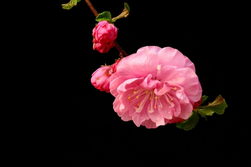 美丽的榆叶梅植物图片