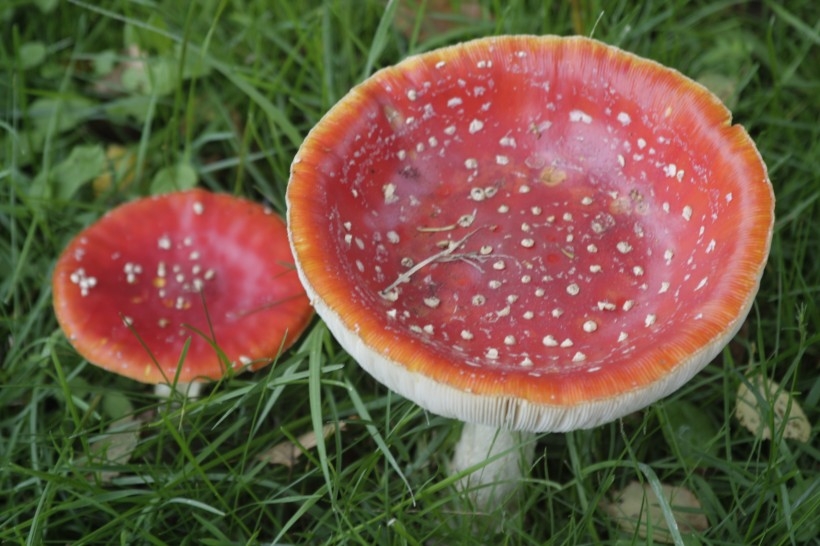 颜色鲜艳的毒蘑菇植物图片大全