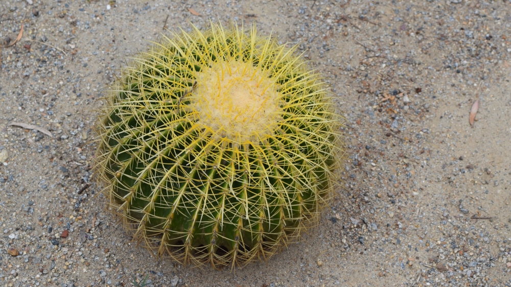 植物仙人球图片