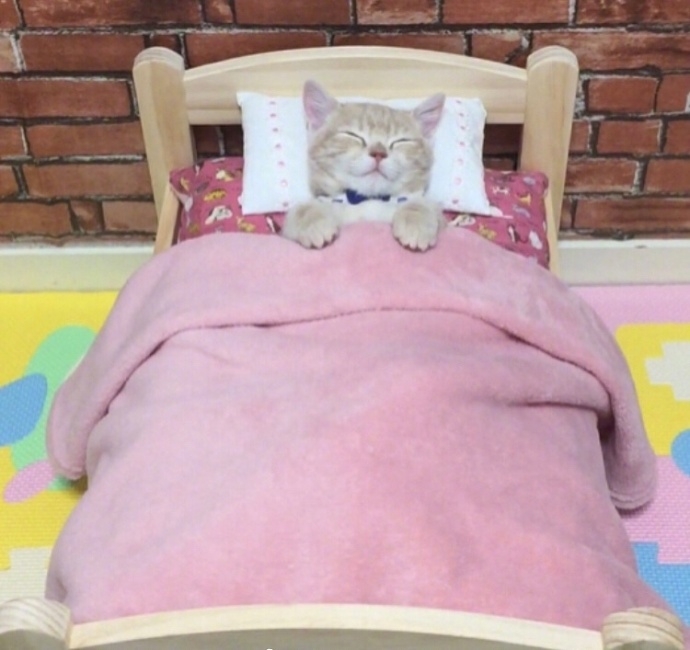 一只赖床的可爱小猫图片