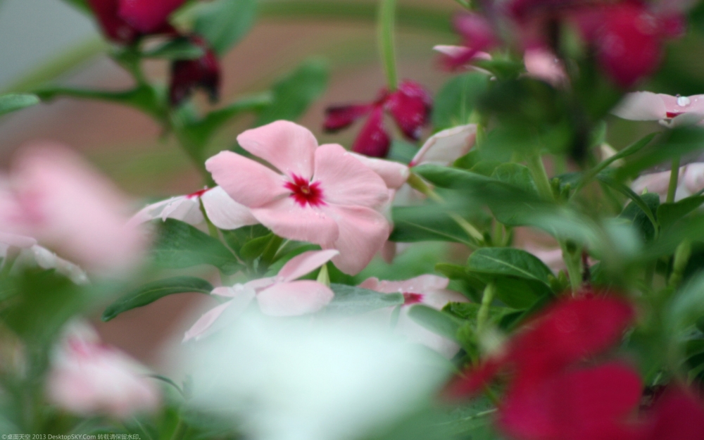 美丽的植物长春花护眼桌面壁纸