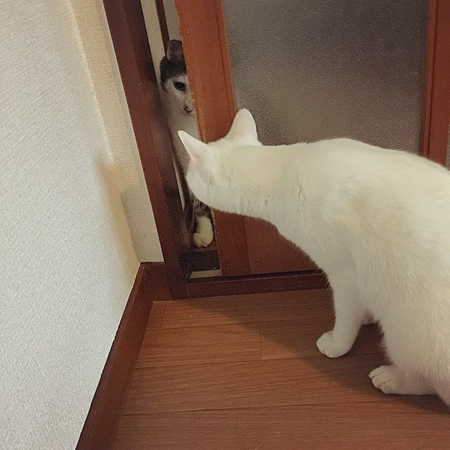 葵少女别人家的猫可爱图片