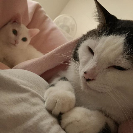 葵少女别人家的猫可爱图片