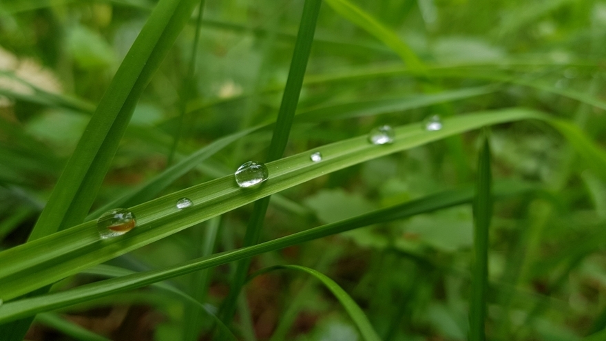 雨后带露珠的青草高清图片