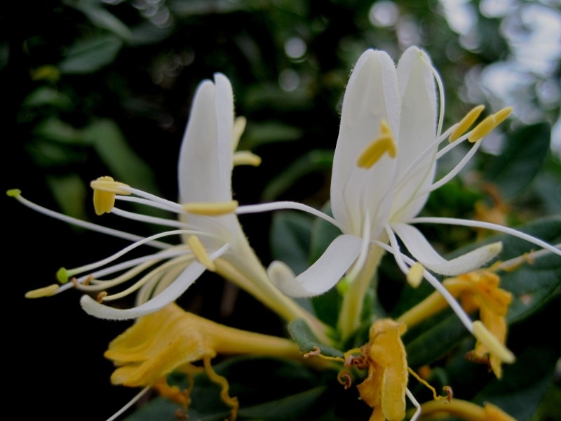 静静绽放的金银花唯美植物图片