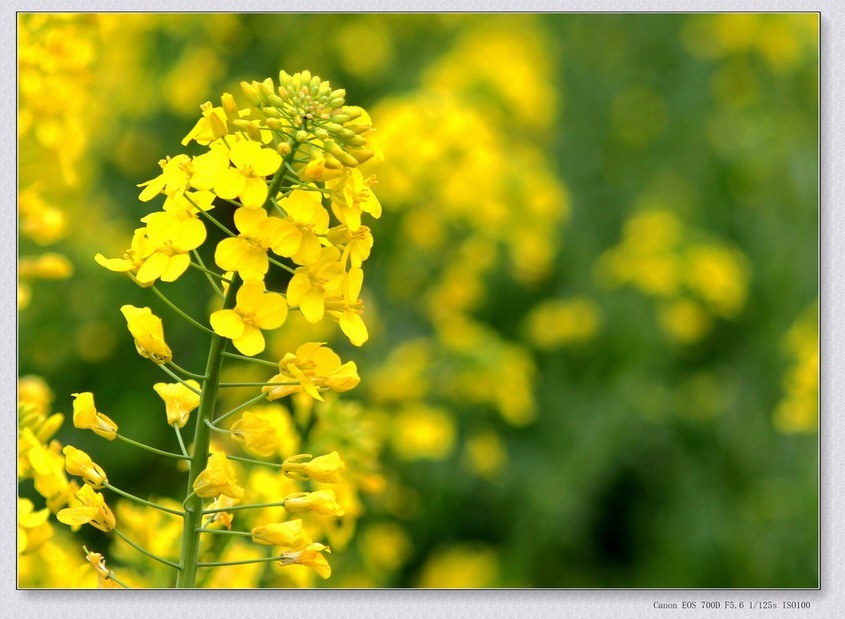 乡村田间黄灿灿的油菜花植物图片