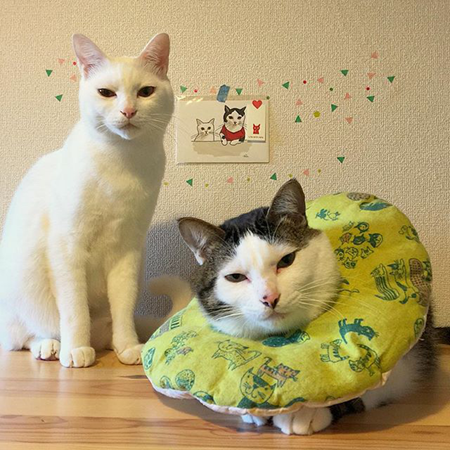 葵少女别人家的猫可爱图片