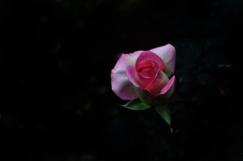 五颜六色的植物月季花图片