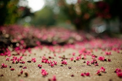 小清新唯美花朵意境图片