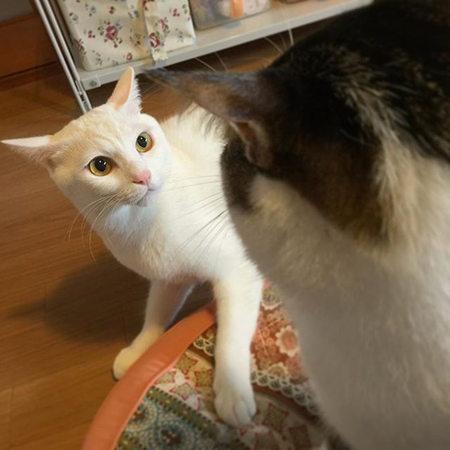 葵少女别人家的猫可爱图片