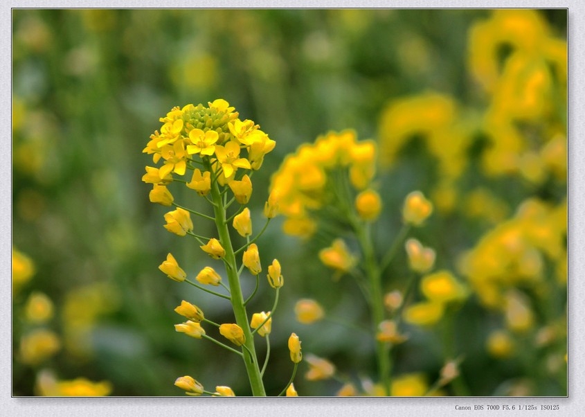 乡村田间黄灿灿的油菜花植物图片