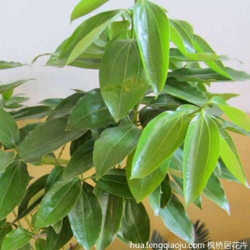 绿色的平安树植物图片