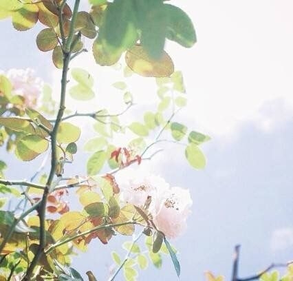 唯美小清新的花朵图片
