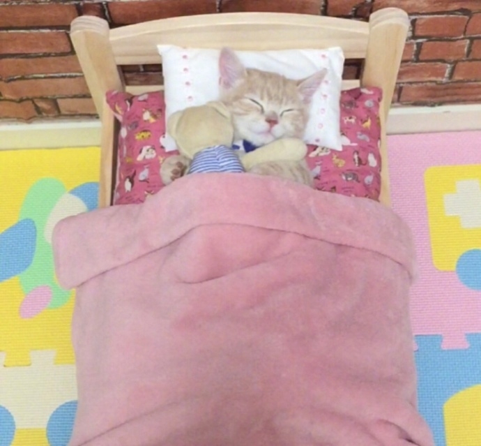 一只赖床的可爱小猫图片