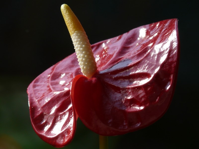 鲜艳的红掌花植物图片