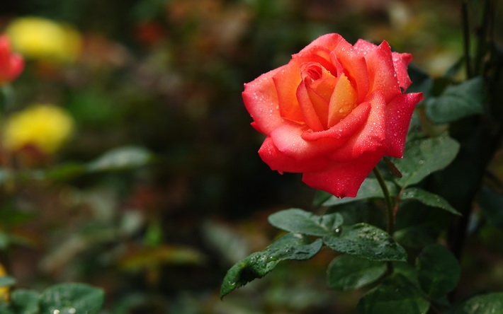 唯美浪漫的玫瑰花高清电脑壁纸图片