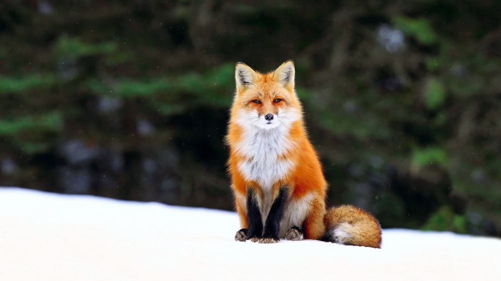可爱的伶俐红狐宽屏桌面壁纸大全