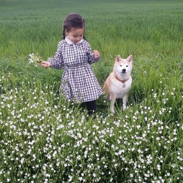 可爱的小萝莉与小柴犬的故事图片