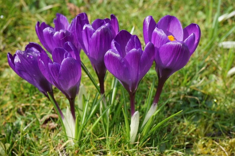 紫色的藏红花植物图片