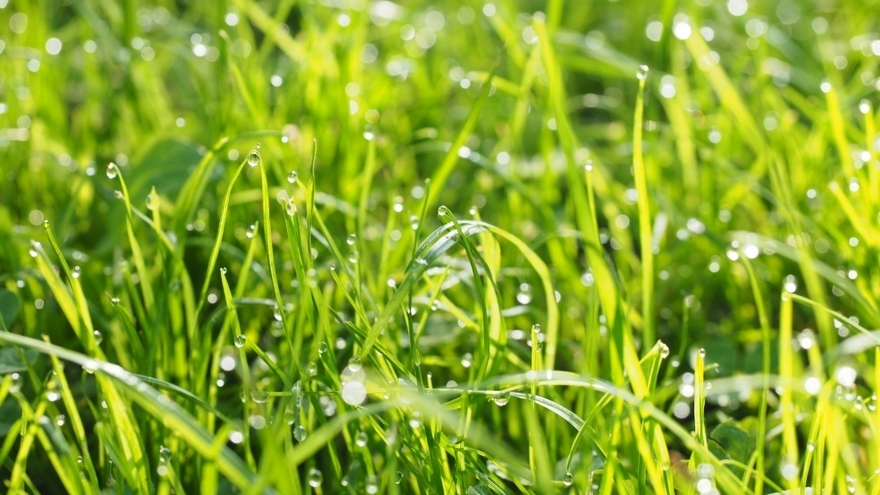雨后带露珠的青草高清图片