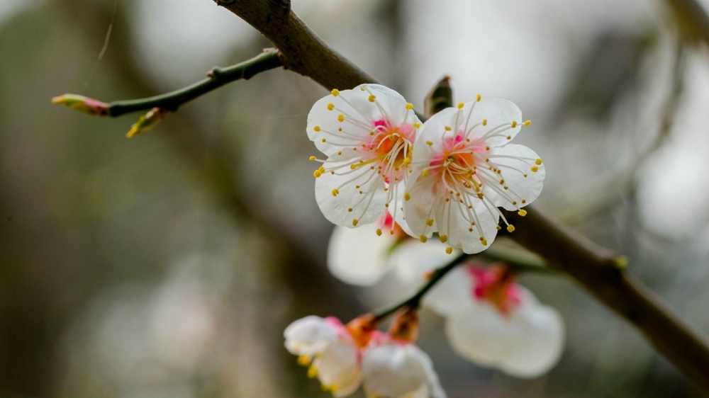 白里透红的梅花电脑壁纸