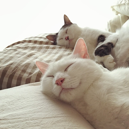 葵少女别人家的猫可爱图片