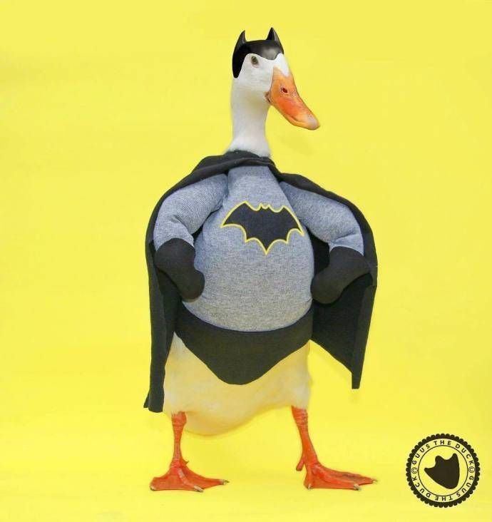 一只很fashion的可爱鸭子图片