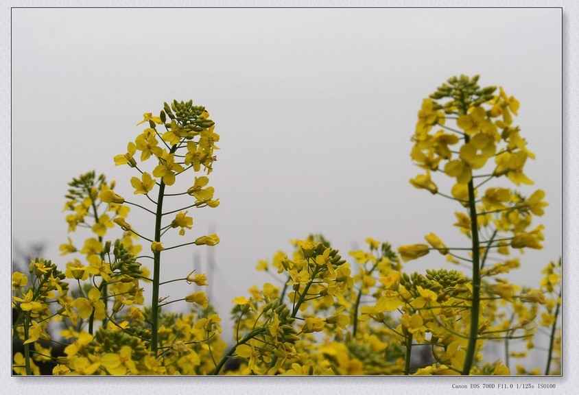 乡村田间黄灿灿的油菜花植物图片