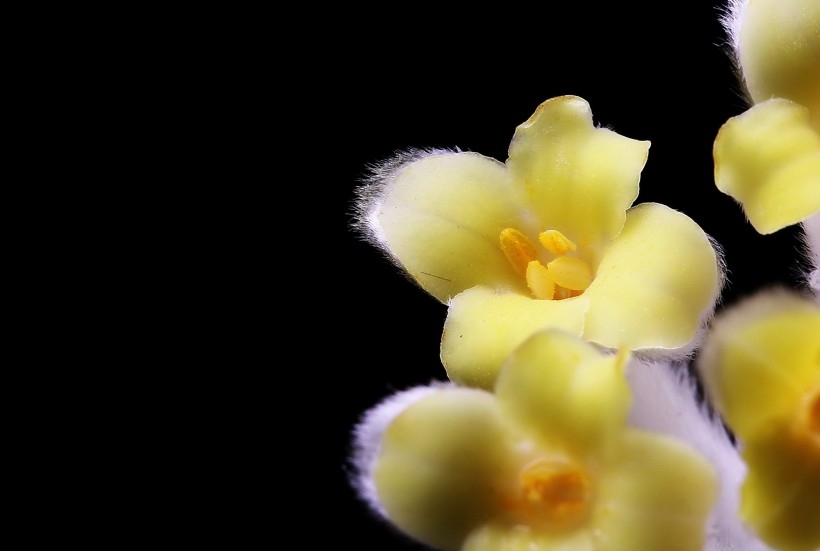 摄影师相机下的植物结香花图片
