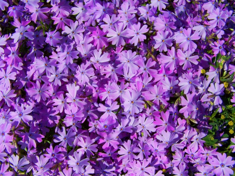 唯美的紫色丁香花植物图片