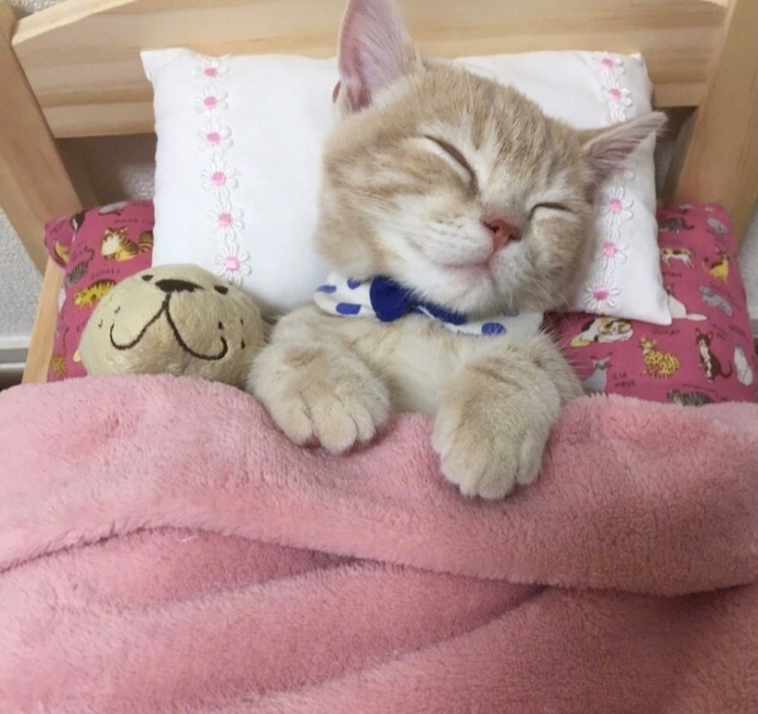 一只赖床的可爱小猫图片