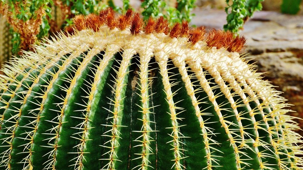 植物仙人球图片