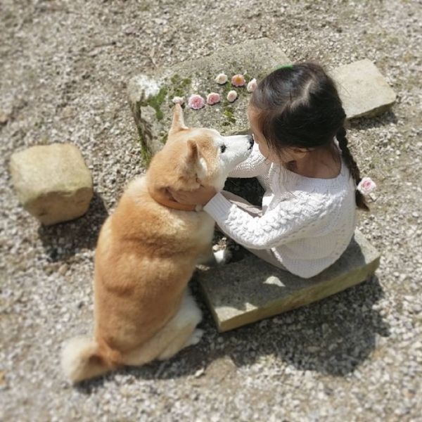 可爱的小萝莉与小柴犬的故事图片