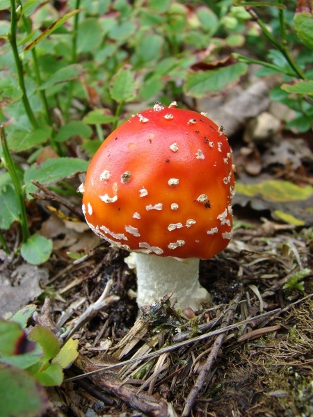 森林里的红色毒蘑菇植物图片