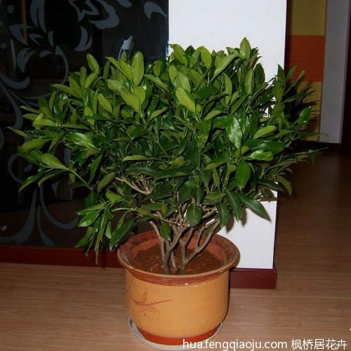 绿色的平安树植物图片