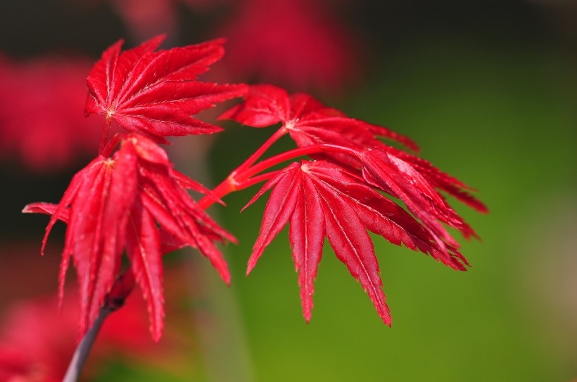 红色枫叶植物图片