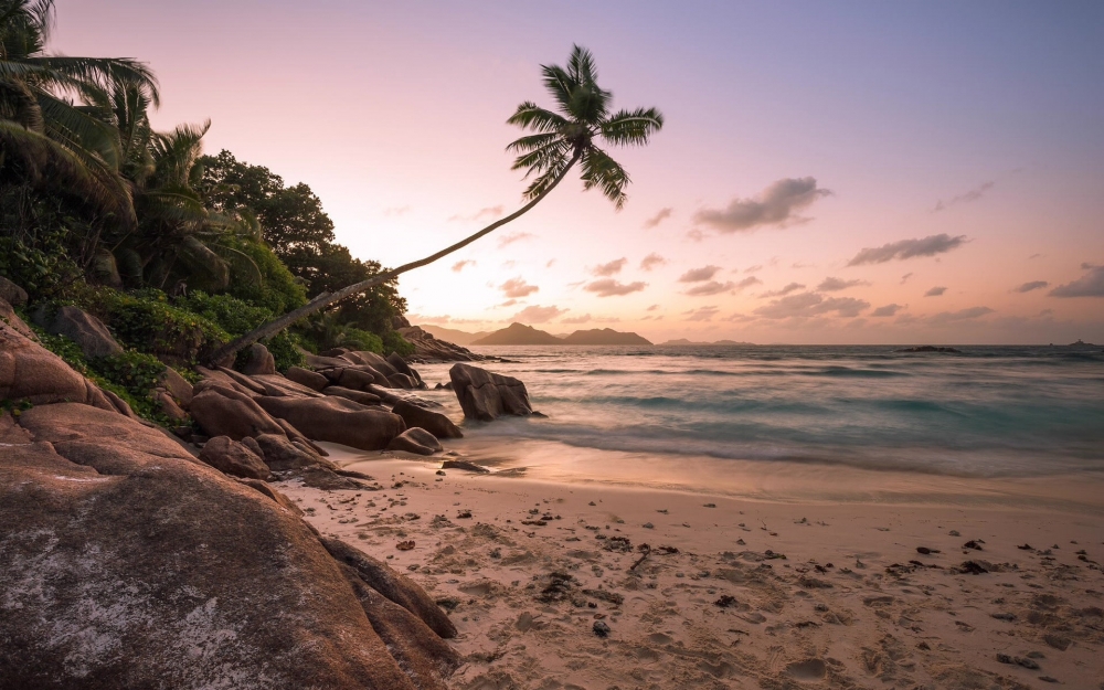 夕阳下的椰子树非主流唯美图片