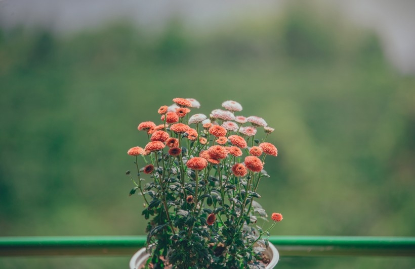 清新雅致的花朵图片