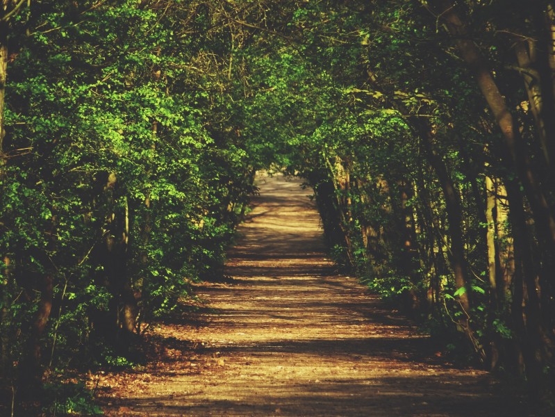 静谧的林间小路风景图片