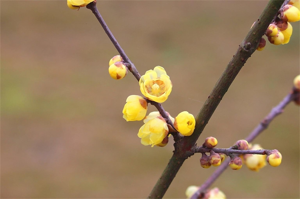 摄影清新自然的梅花高清花卉图片