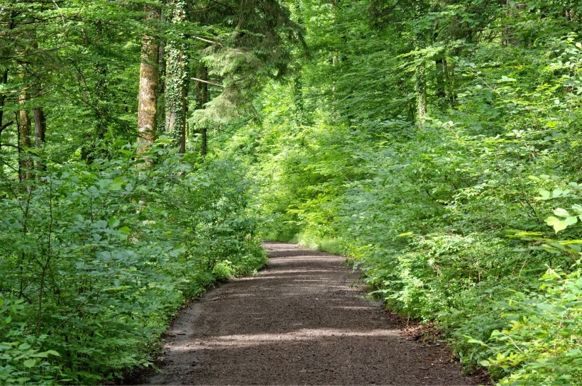 静谧的林间小路风景图片