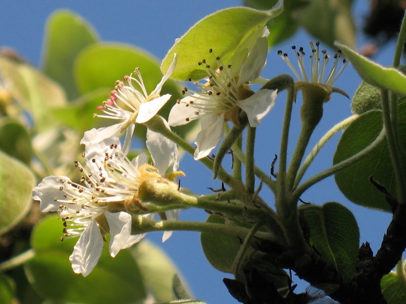 洁白的梨花植物图片